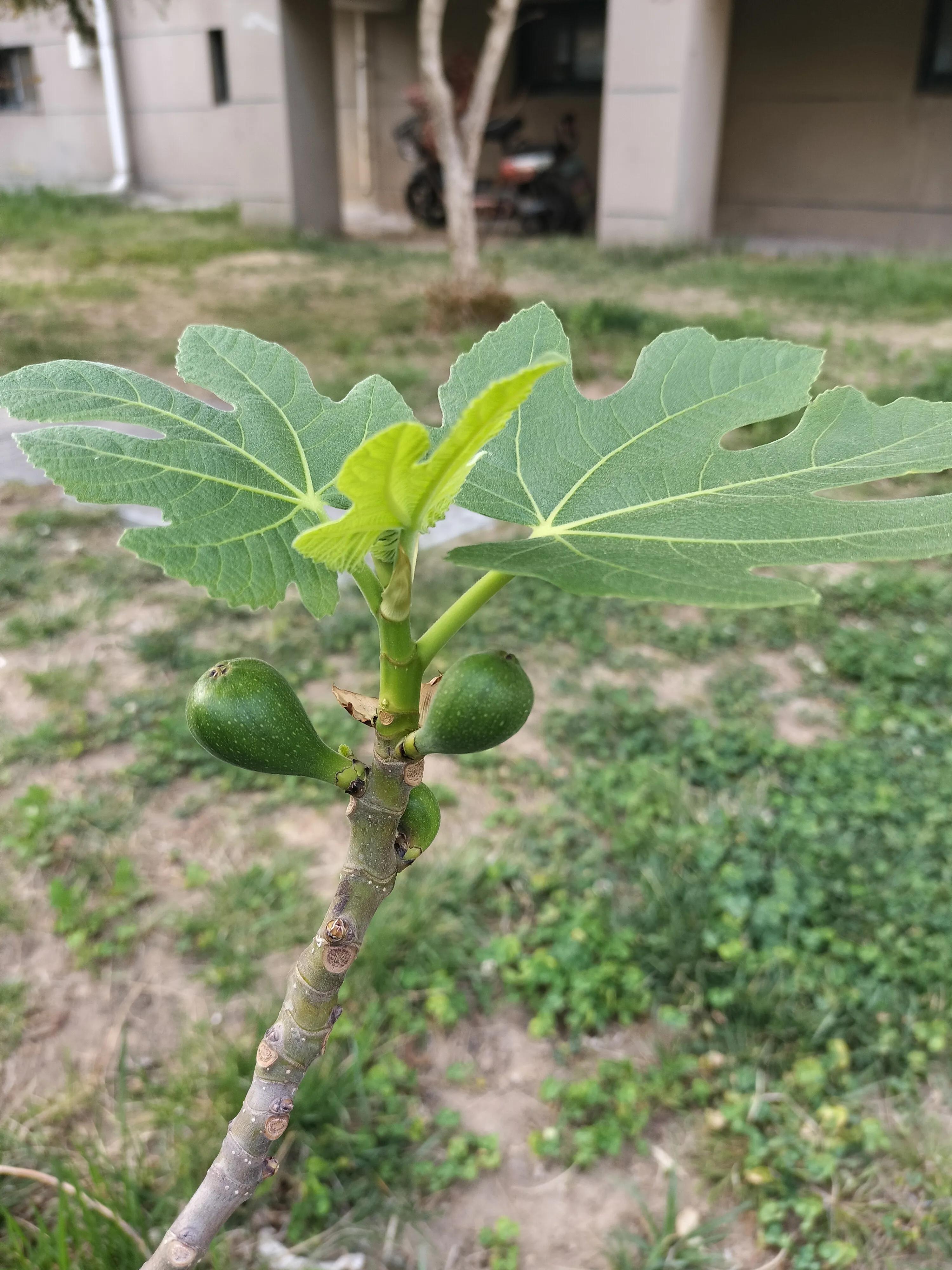 人生如逆旅我亦是行人,人生如逆旅书法