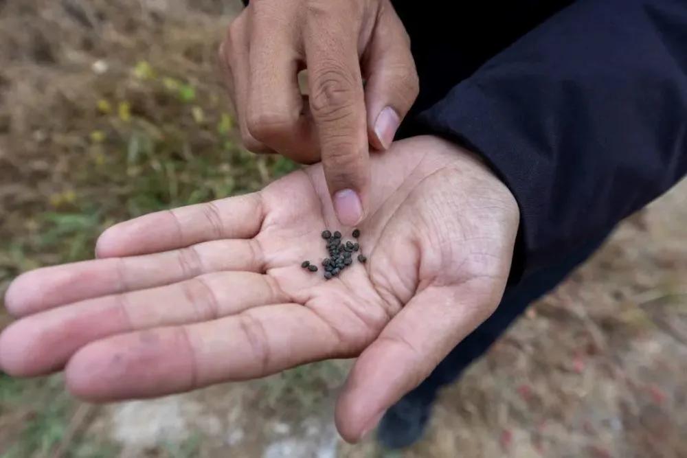 河北一地首次发现野生大豆,中国近期发现的野生大豆