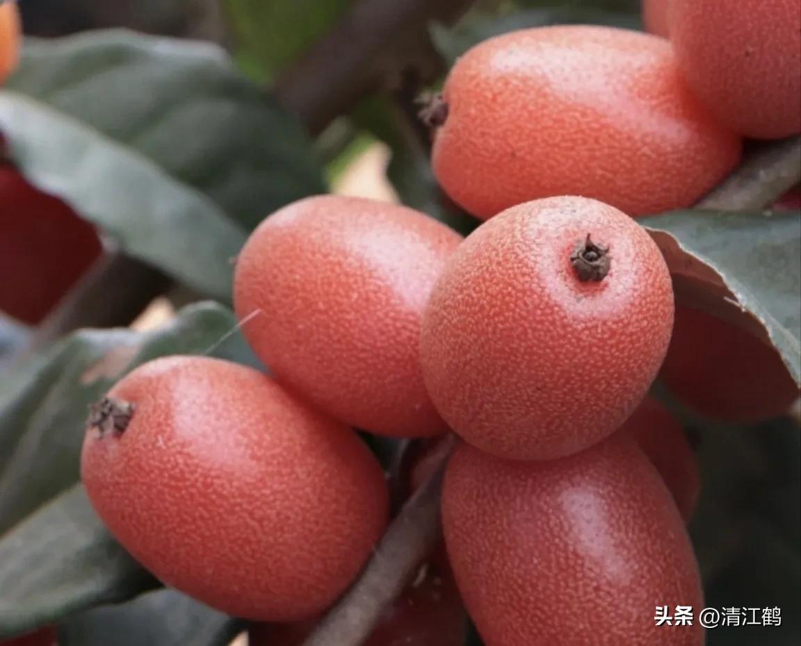 从未见过的稀奇物种,很多人没见过的奇怪生物