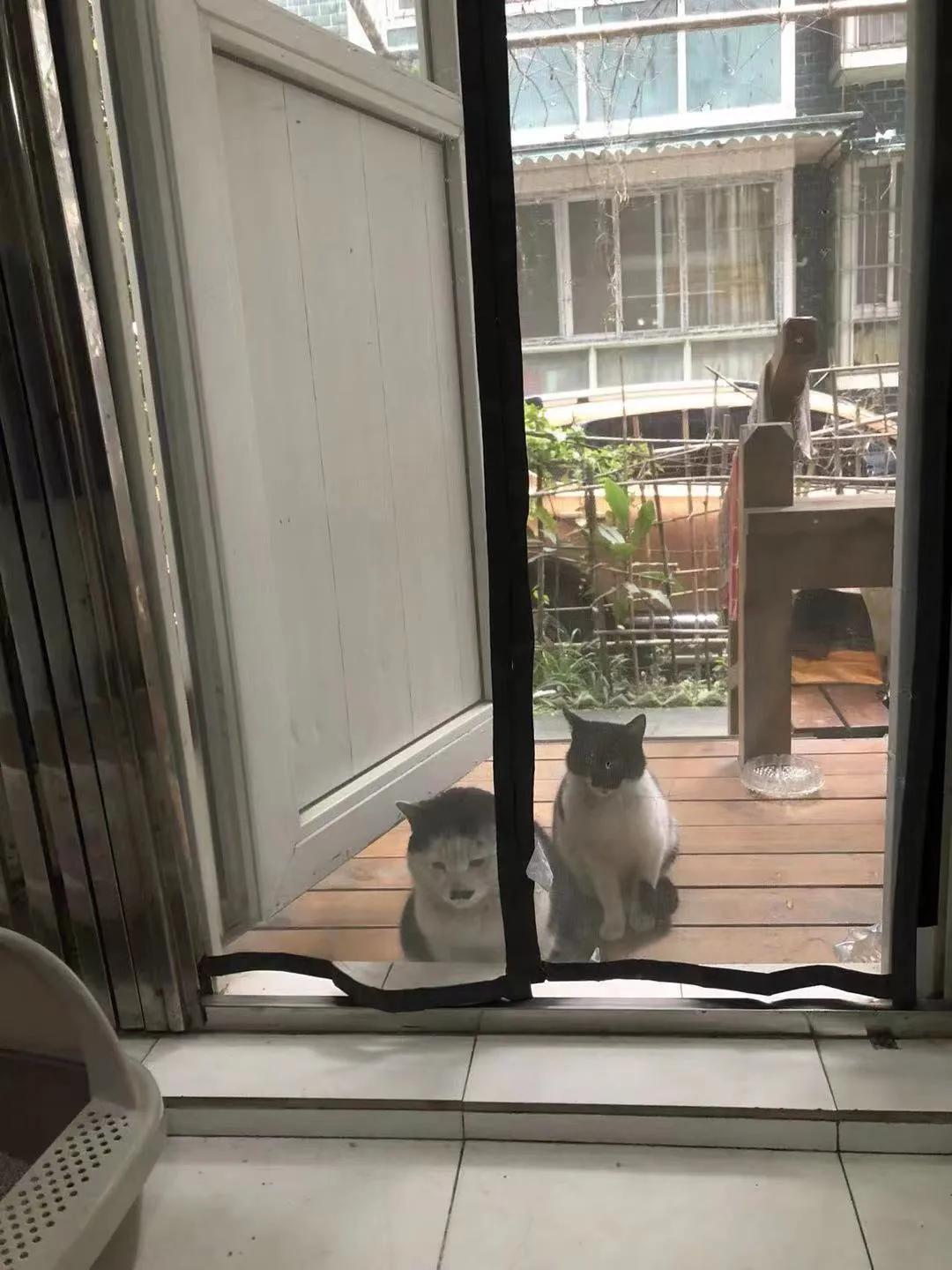 流浪猫大黑被收养后的日常生活,流浪猫大白很晚回来