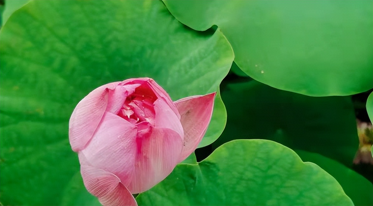 荷你有约环创,荷你有约完整视频