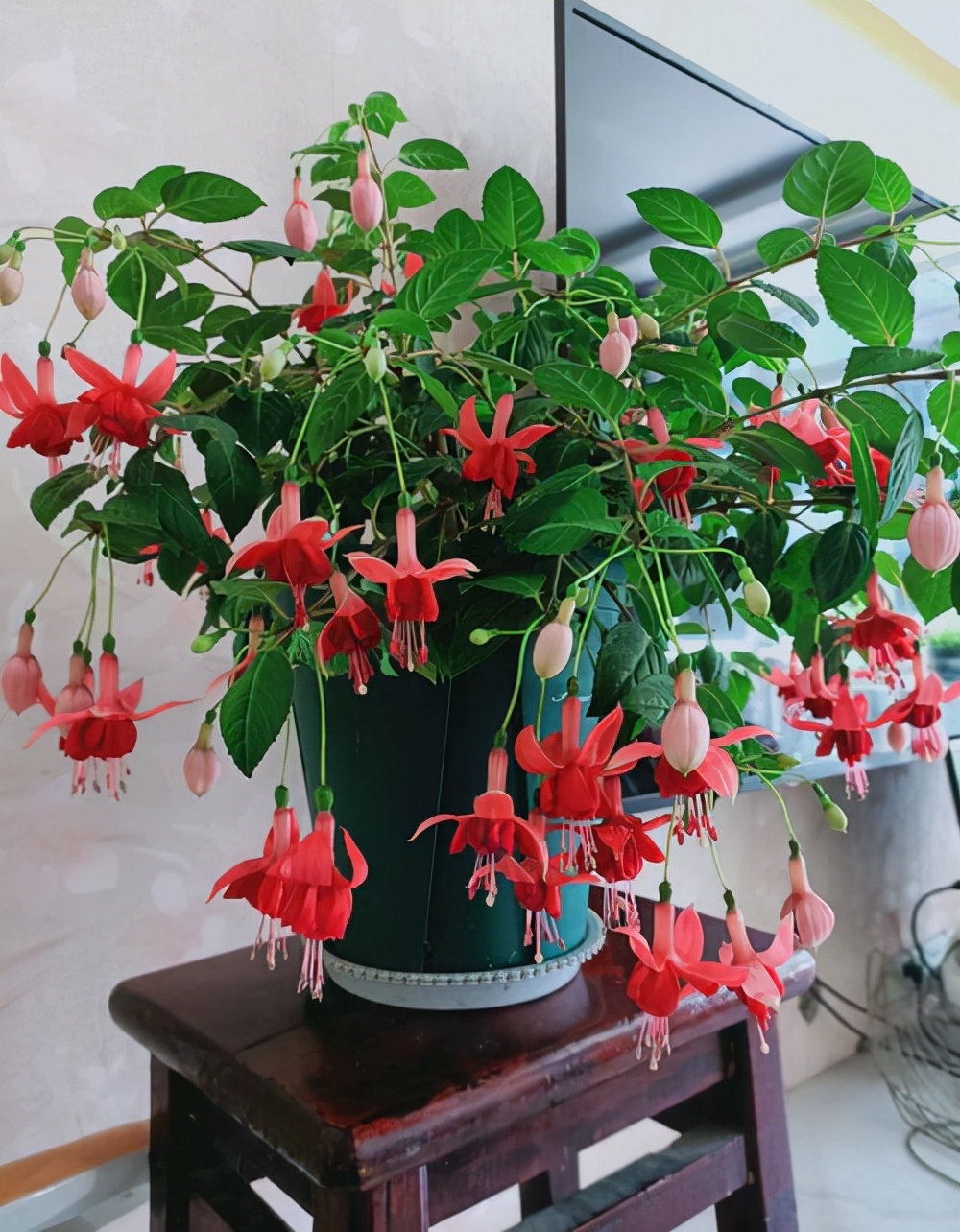 家里光照不足养的花,家里光照不足养什么植物