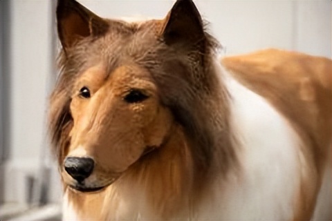 不想再做人,日本男子花了200万让自己变成了狗