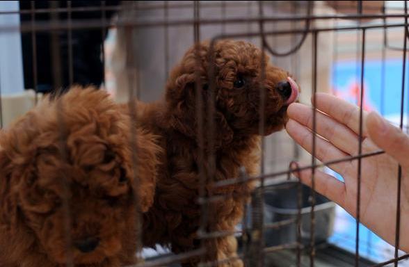 挑选泰迪幼犬的技巧,怎样挑选泰迪幼犬