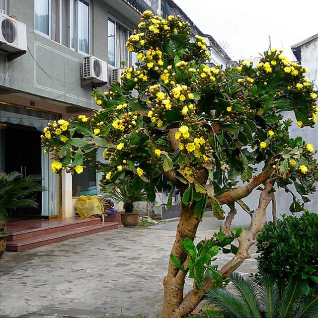 仙人掌养了20多年,最丰产的仙人掌