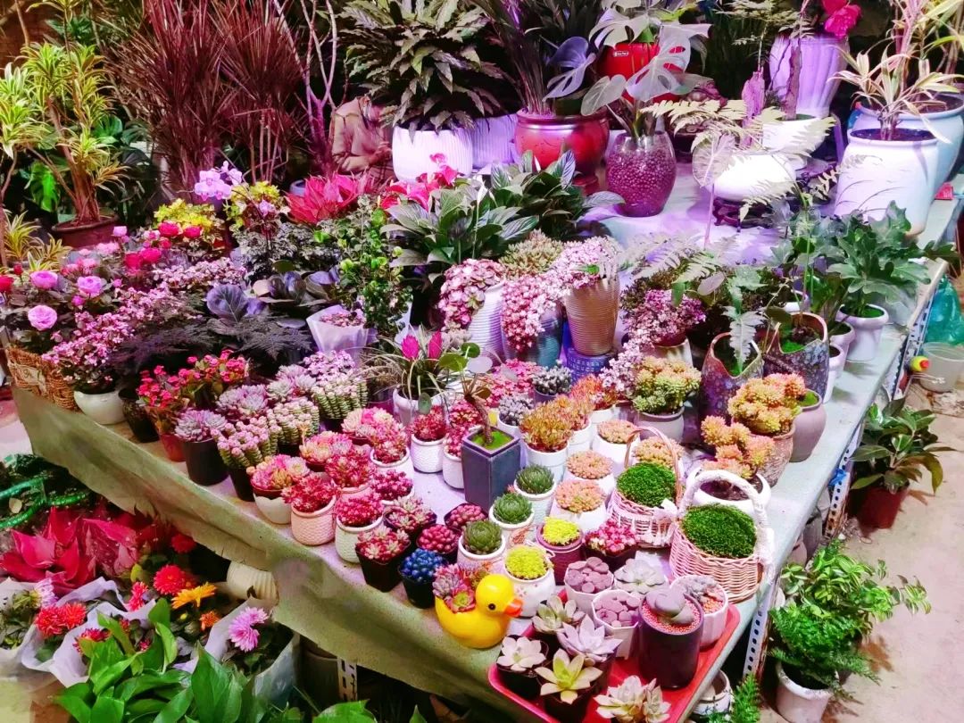 雨雪天气,来济南这些宝藏花市再合适不过了!快去把春天的浪漫抱回家吧!