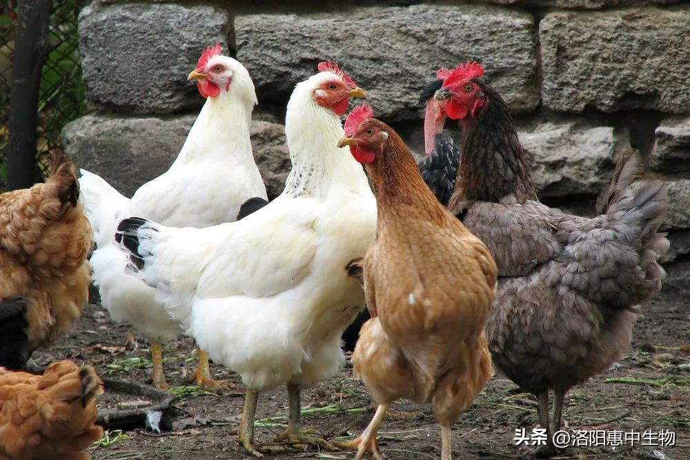 鸡痘症状及治疗方案,鸡痘高发期如何防控