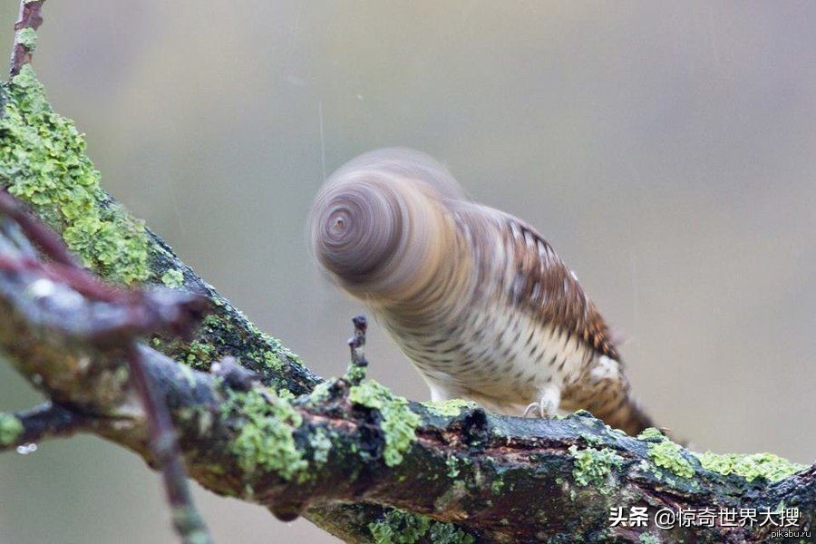25张万分之一机会拍到的精彩瞬间，晚一秒都拍不到