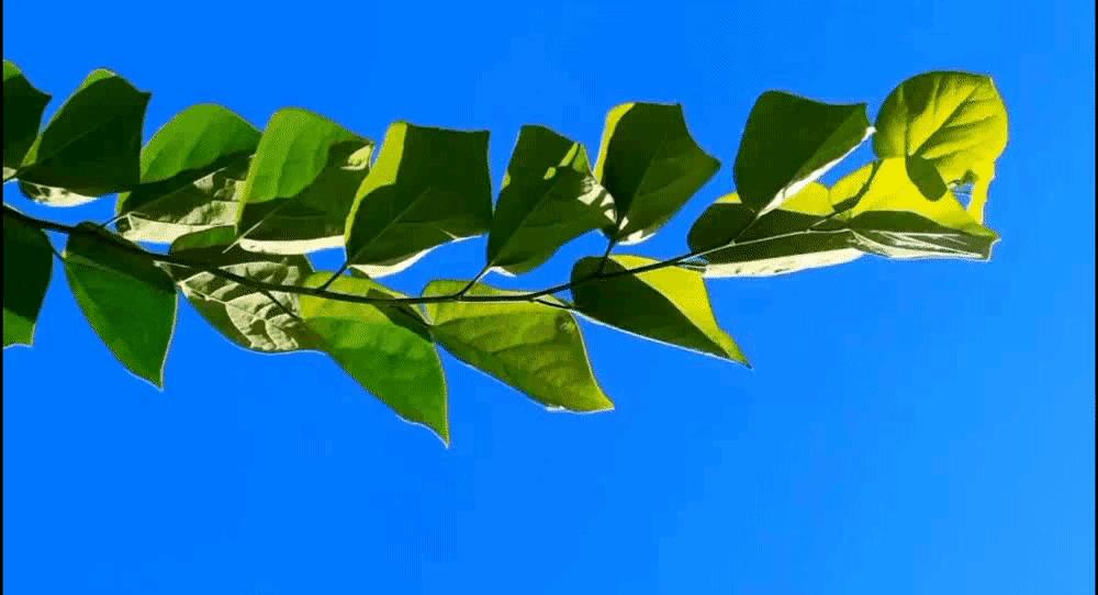 白象集团董事长简历,一文了解芯片