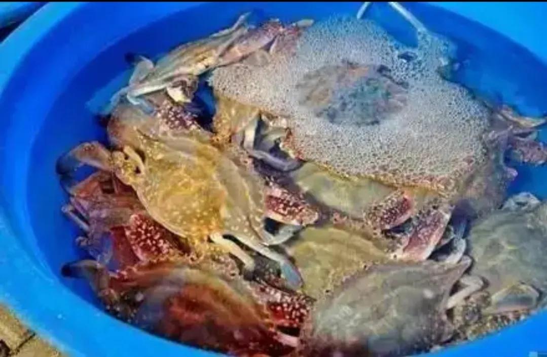 市场卖海鲜怎么避免被坑,卖海鲜不能说的秘密