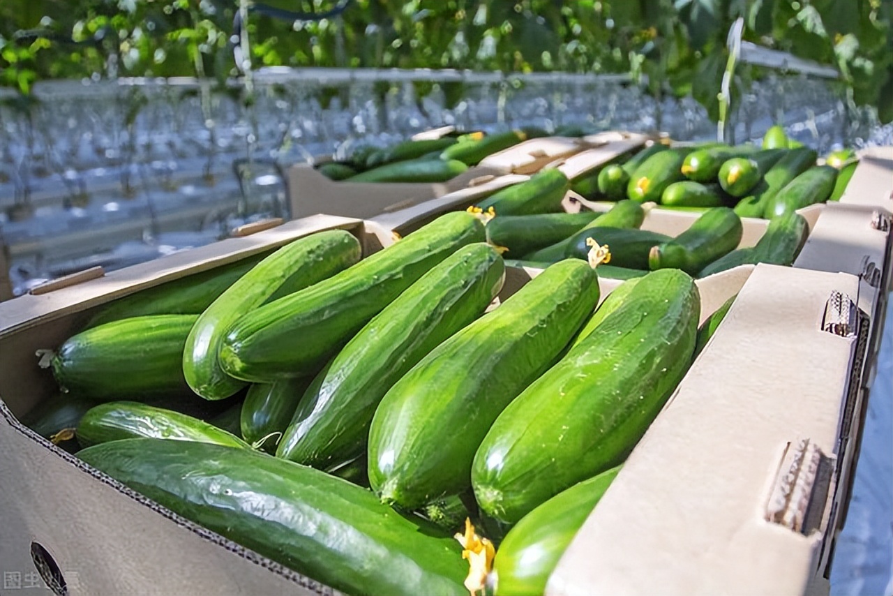 日本乡村两夫妻种菜,日本夫妇用木屑种黄瓜