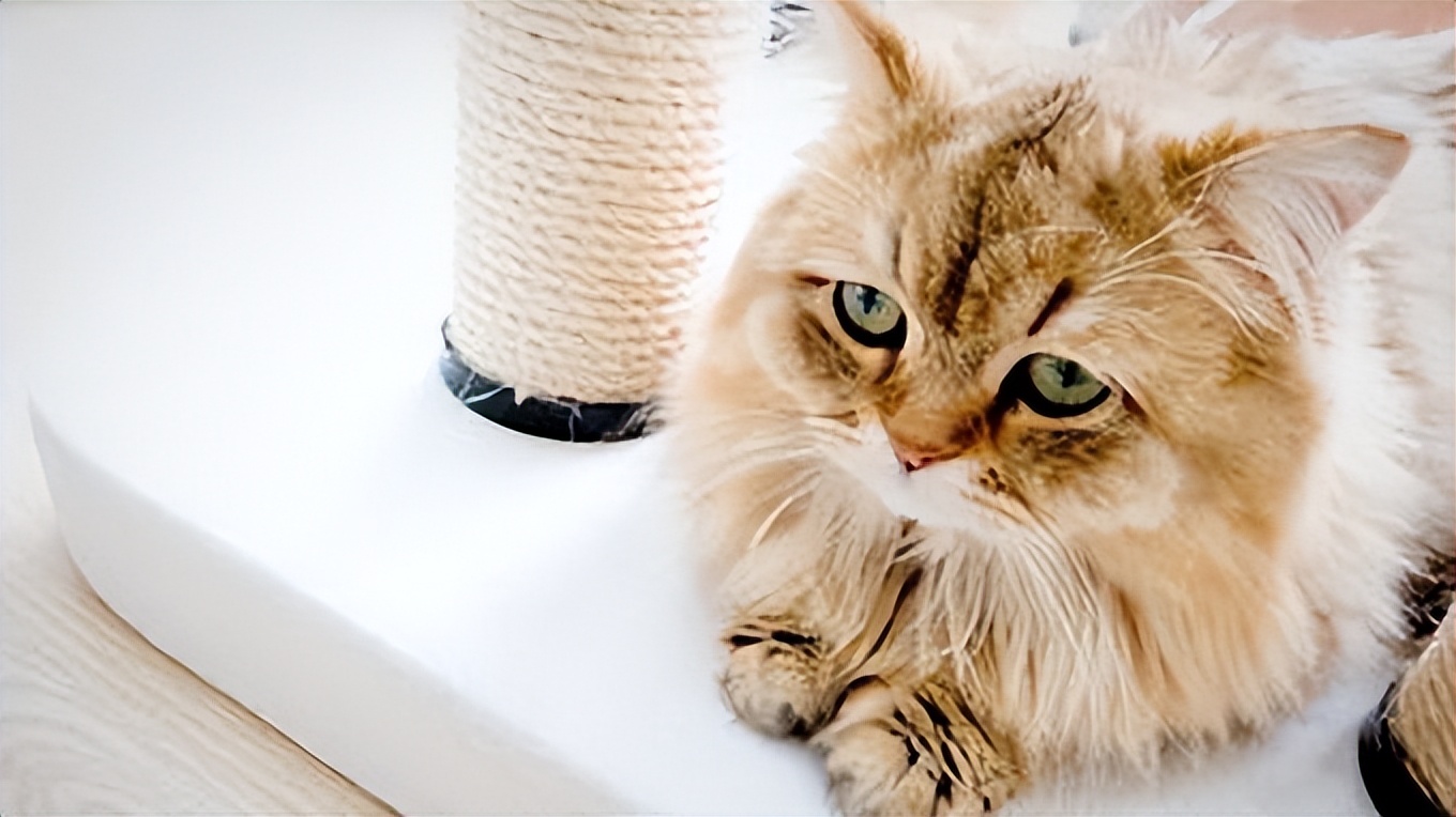 为什么猫咪爱吃电线,猫咪爱咬人手怎么办特别狠