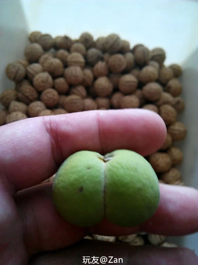 与众不同的双棒文玩，是时尚达人追求的最终目标