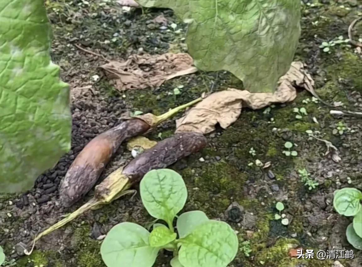 茄子买什么样的好,茄子到底能不能买