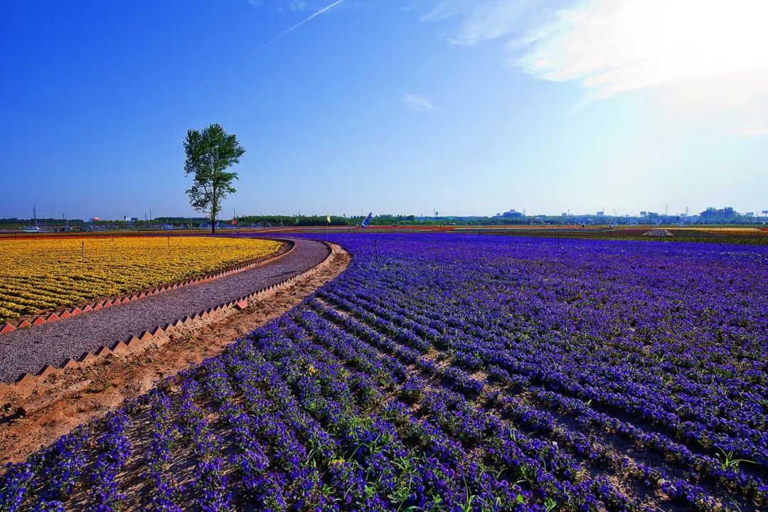 解析全国16个整村运营,解码全国16个整村运营经典案例