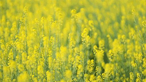 广州花都梯田油菜花,广州徒步赏油菜花路线