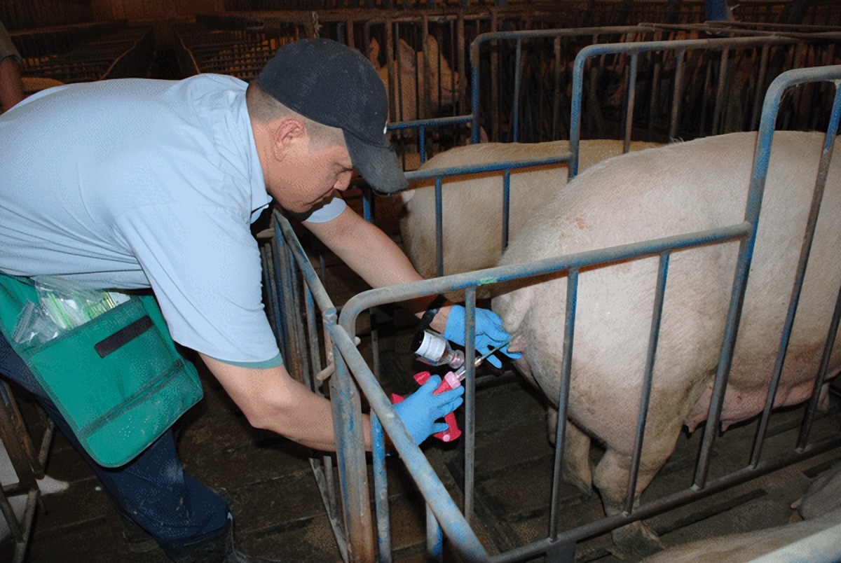 如何提高母猪的受孕率方案,猪用人工授精能提高受胎率吗