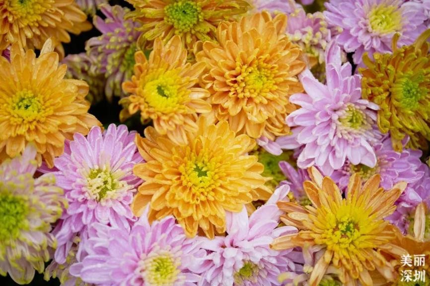 深圳11月有花的最佳去处,深圳花海公园十月有花看