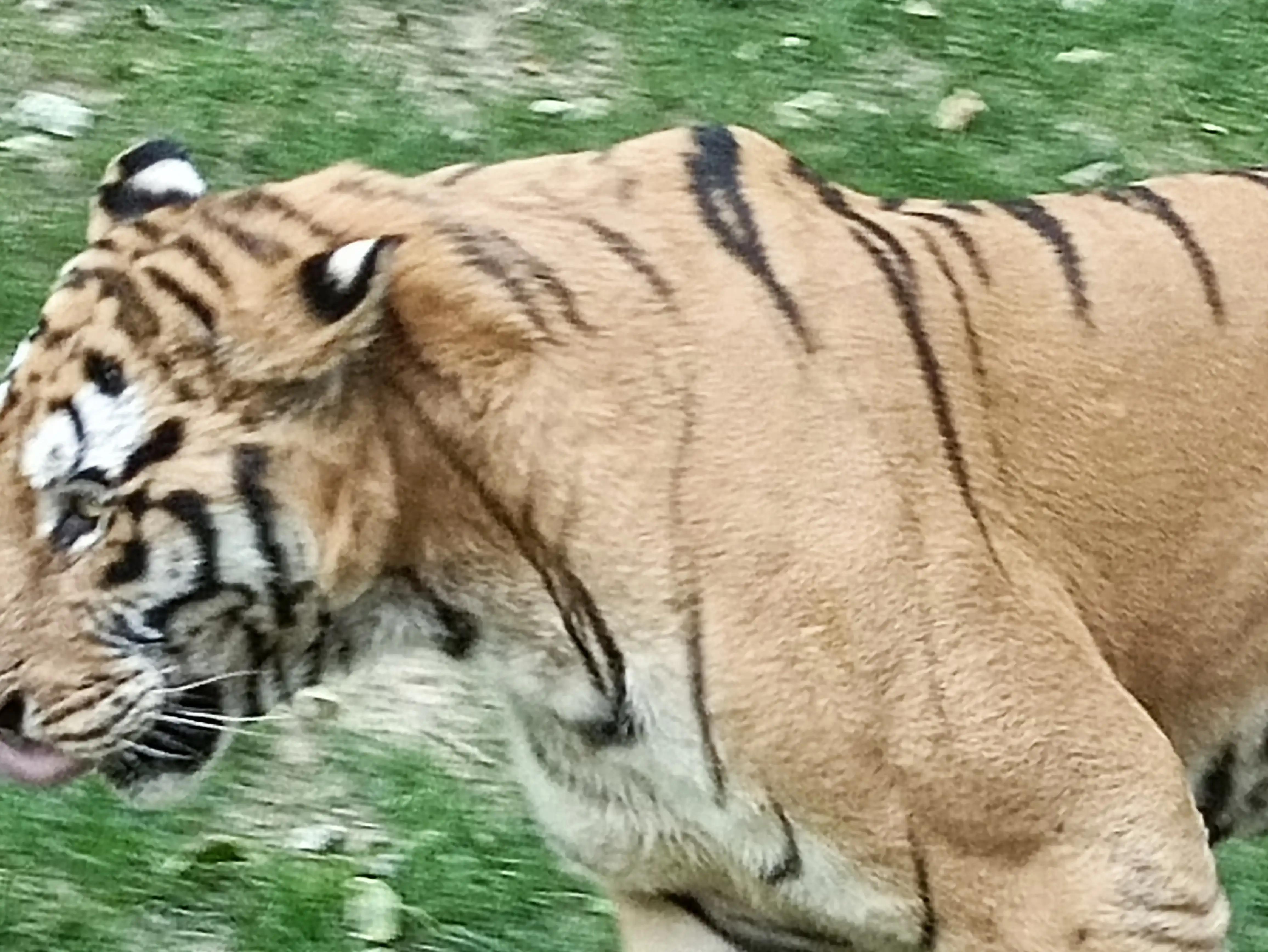 北京动物园和北京野生动物园区别,北京野生动物园狗妈妈和老虎狮子