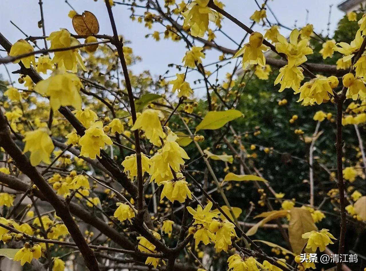 蜡梅夏季管理,秋季腊梅管理