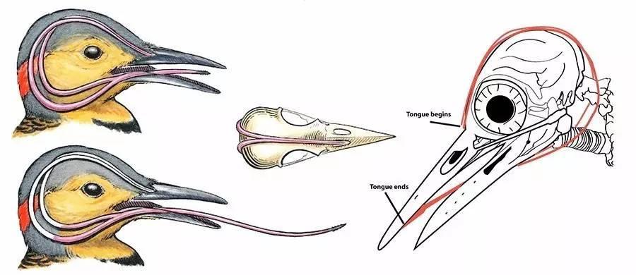 人类的舌头是怎么进化的,为什么人类最强的肌肉是舌头