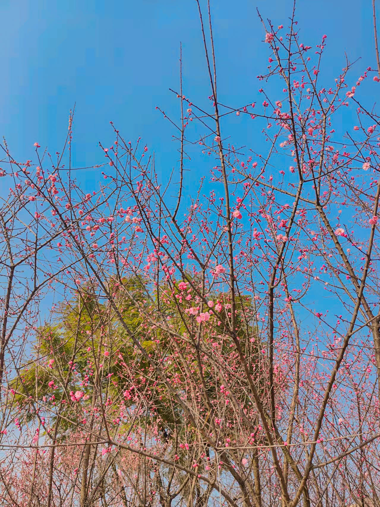 重庆地铁轻轨能到达的赏花地,轻轨直达公园