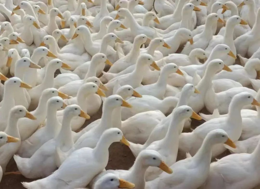 赣州沙地德源板鸭食品有限公司,江西赣州德源沙地板鸭