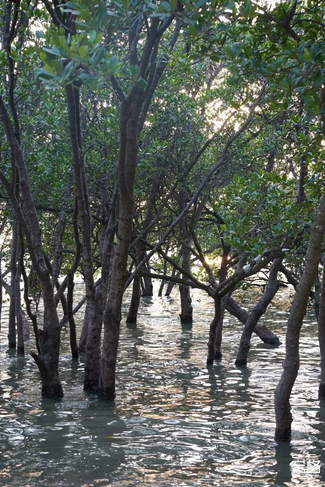 深圳10条海岸线,深圳十大凶险海岸线