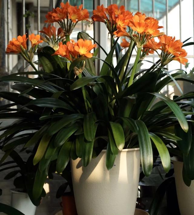 春天养君子兰，做好“4件事”，多长新叶子，花期满盆冒花箭