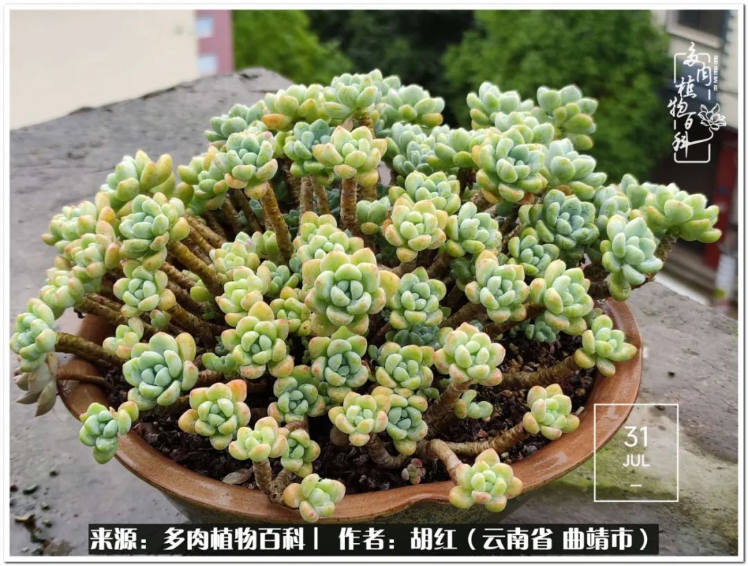 多肉植物里的糖,多肉生活的调味剂