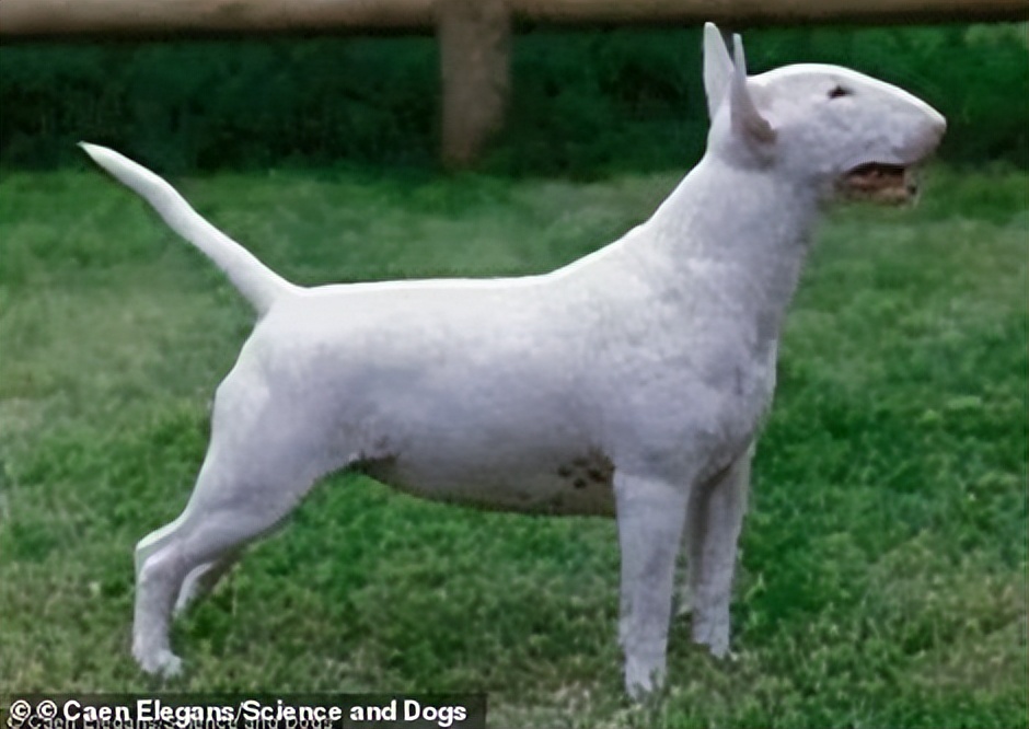 巴哥犬应该被开除犬籍？人类眼中的萌点，其实是它们的病痛