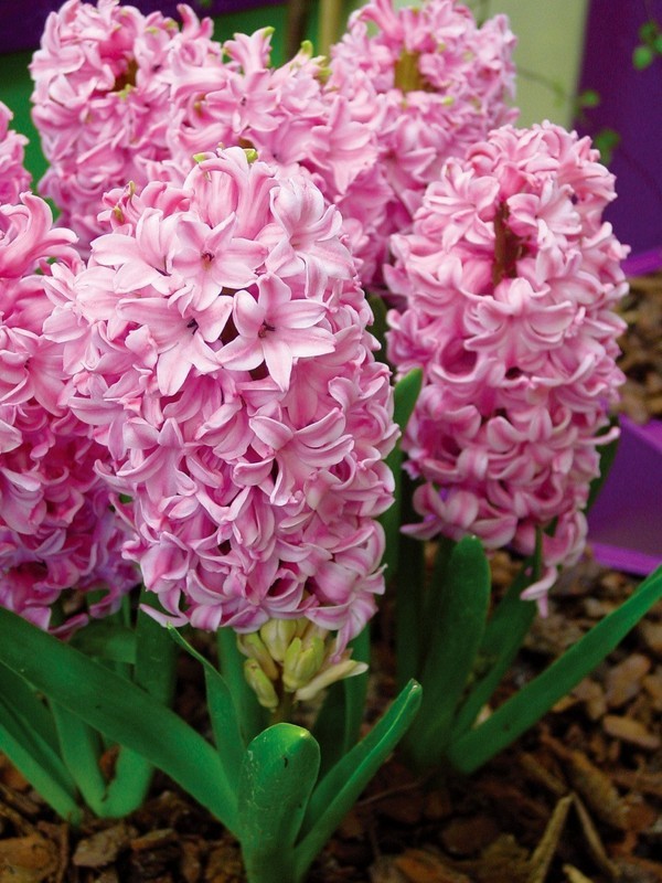 视觉盛宴五种赏花名花供您选择,春天十种最美的花介绍