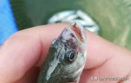 加州鲈鱼苗病,加州鲈鱼苗尾巴烂是什么原因