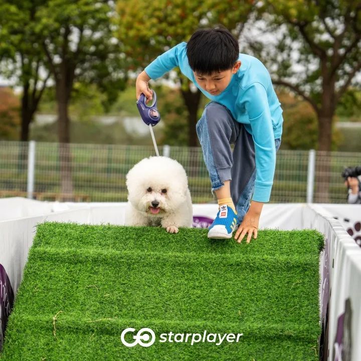 汪汪队露营去游戏,汪汪队露营获得勋章