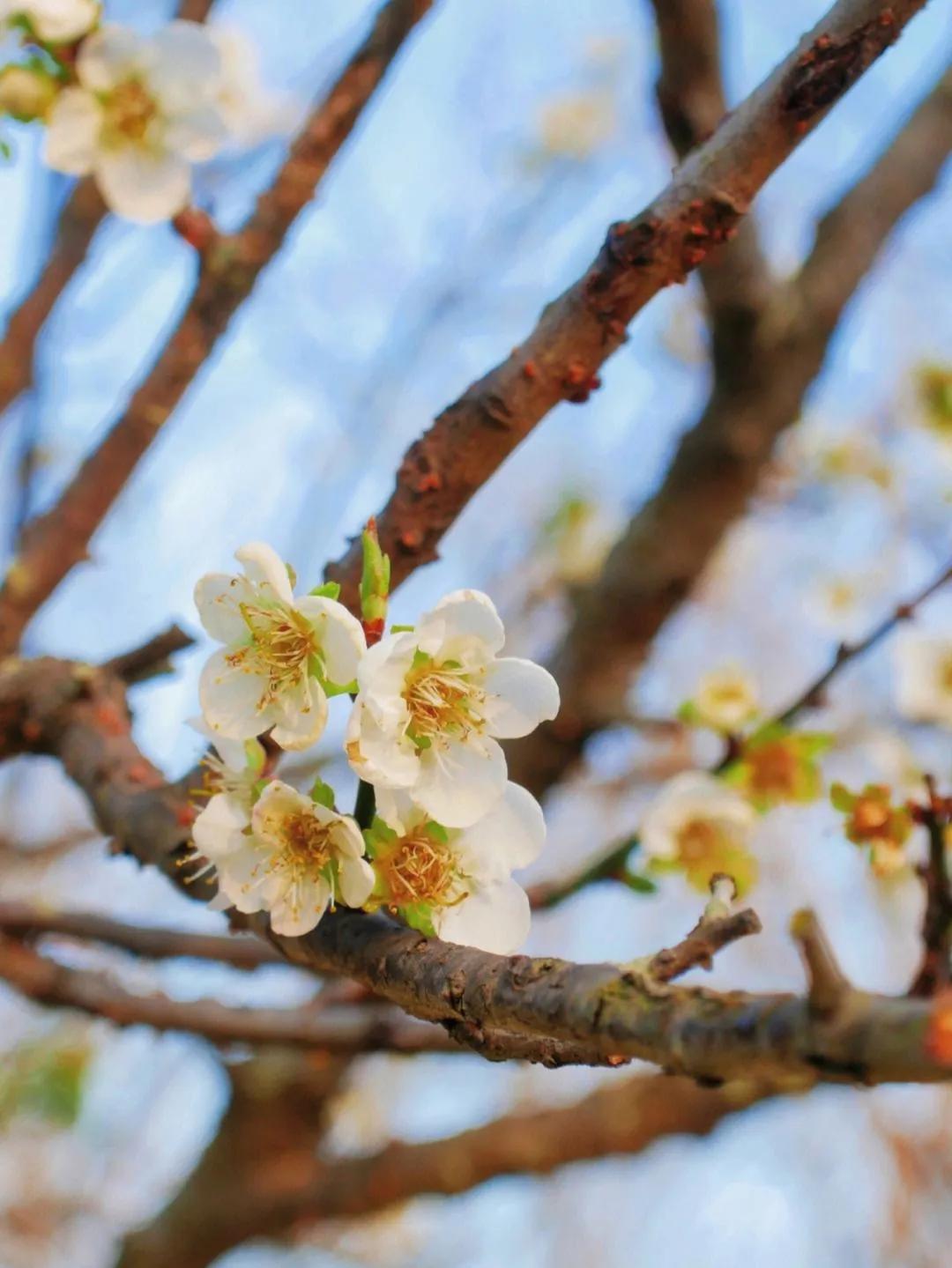 广州有什么免费游玩景点推荐,广州旅游哪个景点比较好免费的