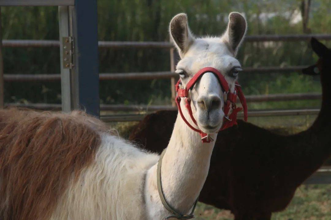 张家港农场网红打卡,周边农场网红打卡点创意