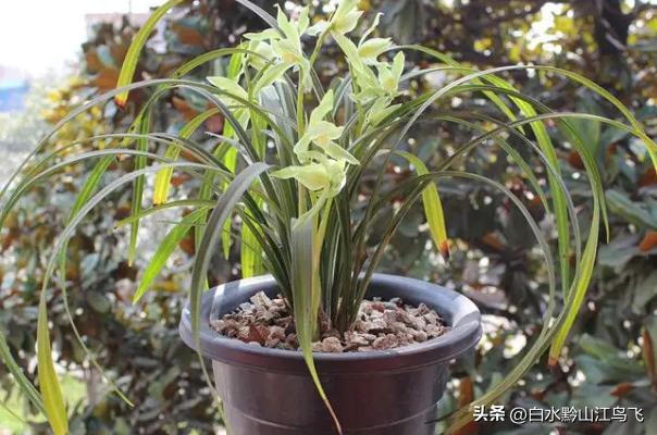 春剑和剑兰哪个品种比较贵一点,春剑和剑兰有哪些区别