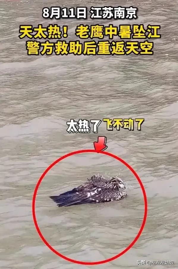 不仅仅是人，立秋后的动物居然还中暑了！太热了