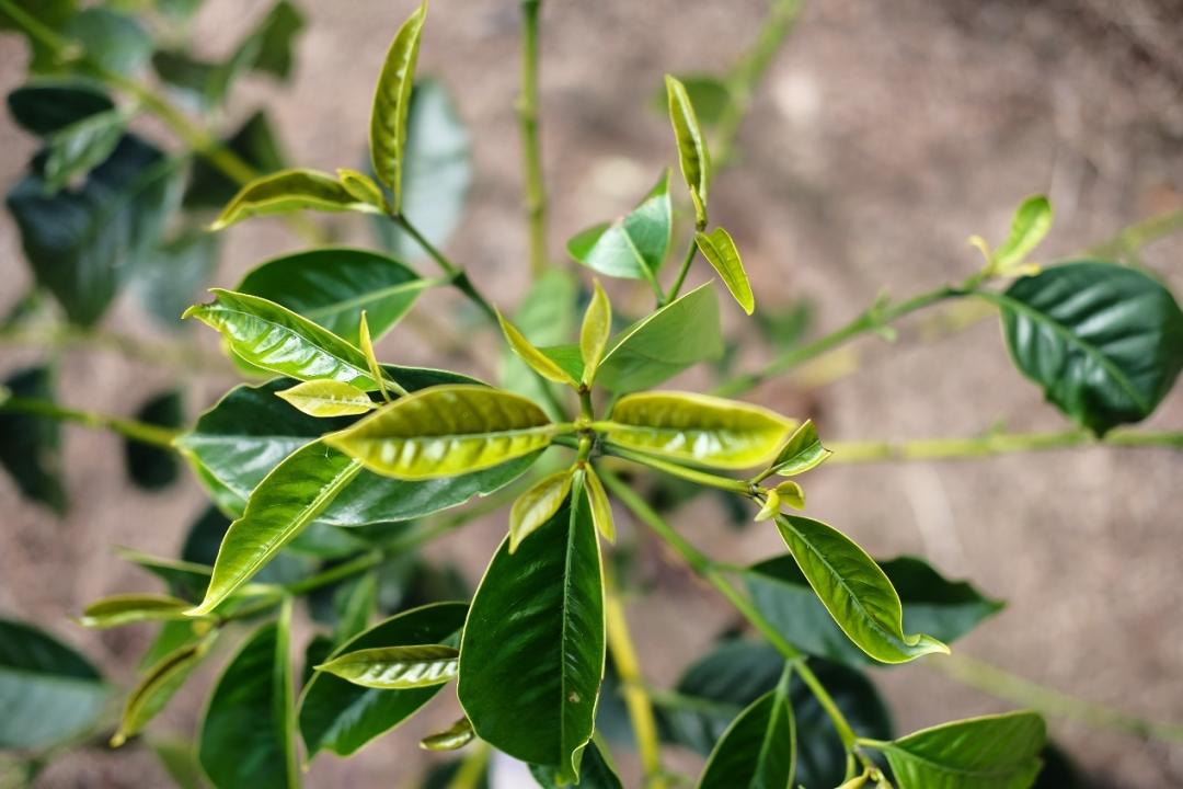 品种｜朝见波旁王朝