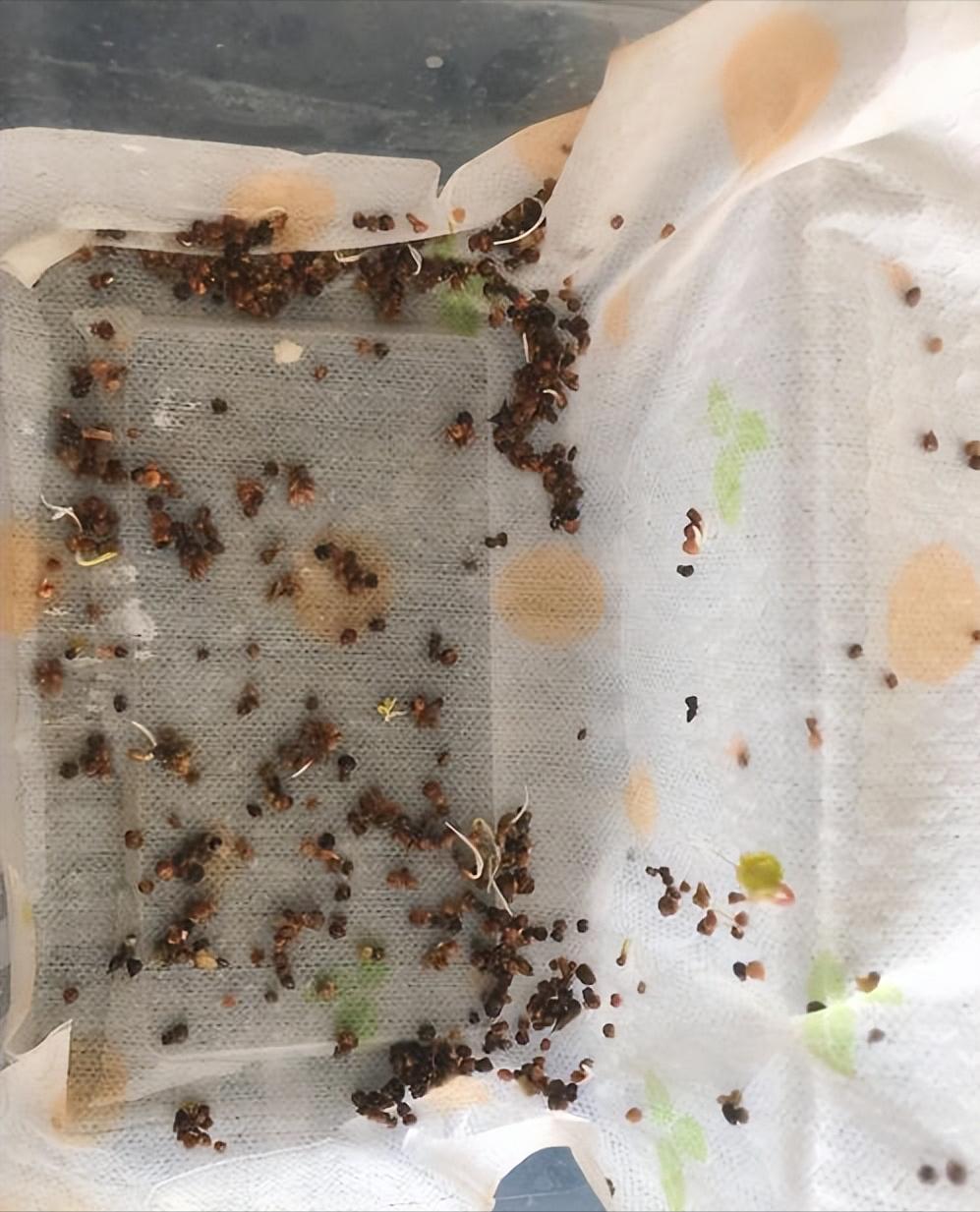 种豆角学会这几招豆角高产很容易,种豆角的技巧用什么肥