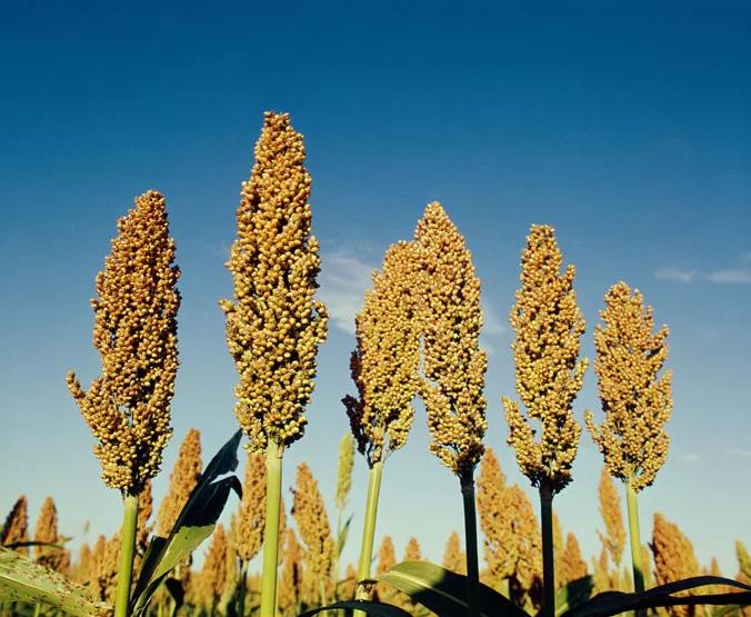 高粱种子图片大全,大片高粱成熟图片