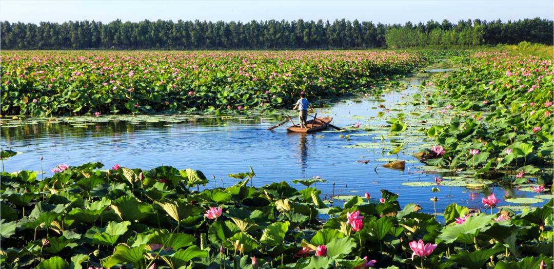 夏天赏荷旅游攻略,夏日赏荷好推荐打卡地