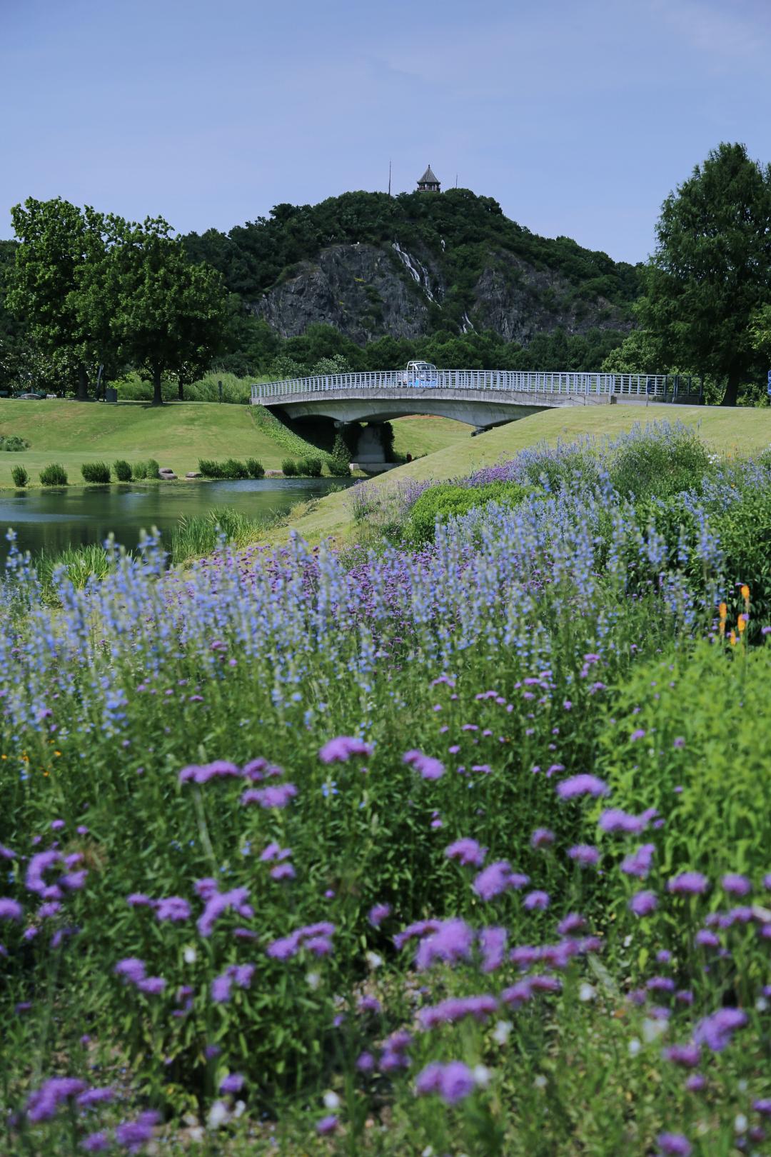 上海野生动物园端午节游玩门票,上海野生动物园年卡节假日