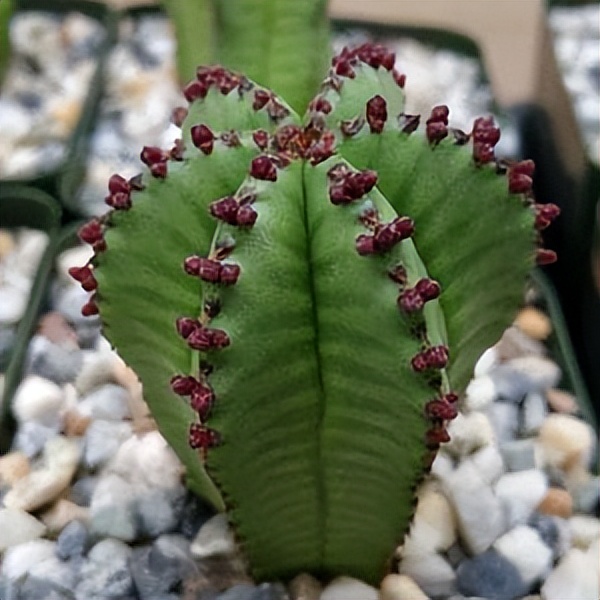 102个大类近500个多肉植物图片，都极其美丽，建议在家中也养一盆