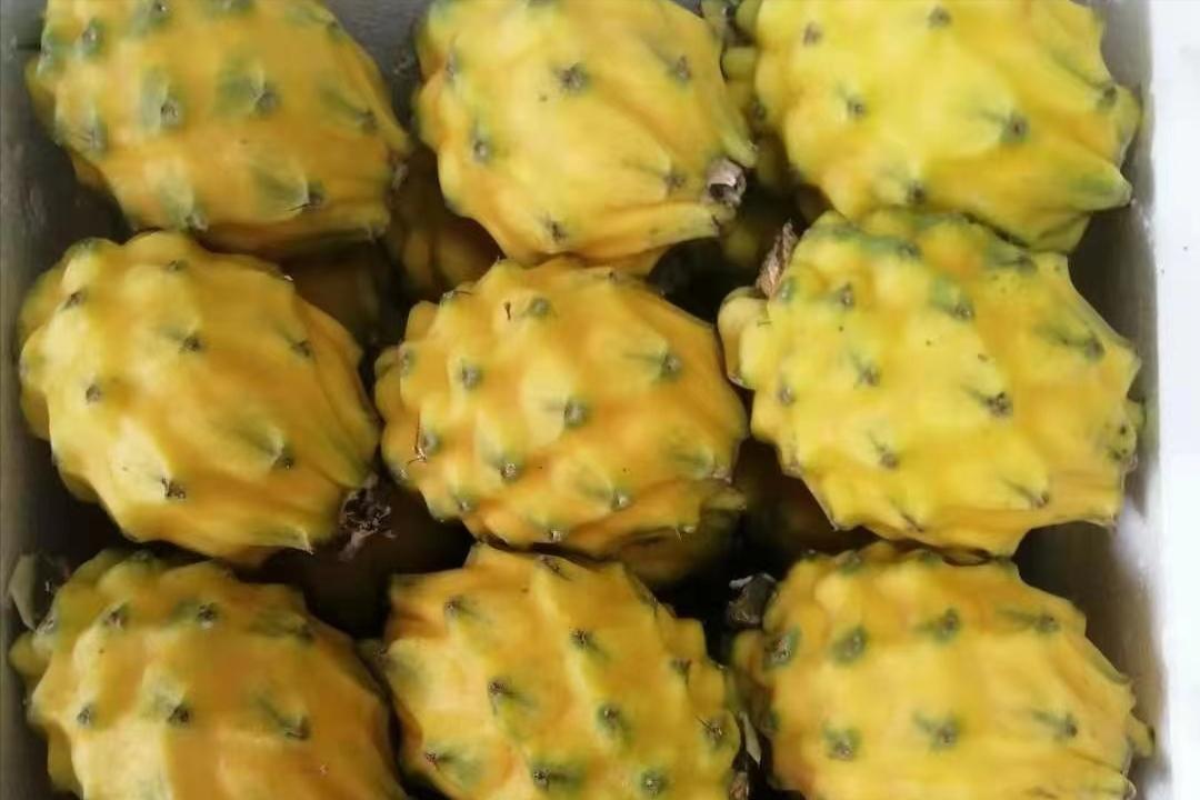 外国水果运到中国,澳洲水果出口中国