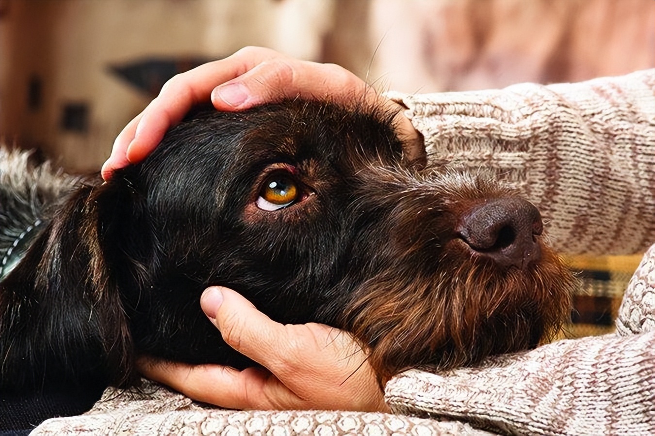 这4种是狗狗常用的“交配方式”，你还不知道吗？