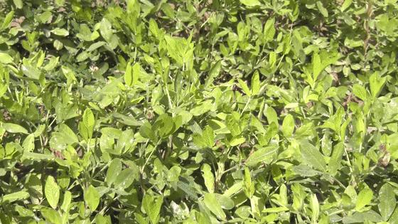 振兴乡村创业种植花生,乡村振兴小田变大田