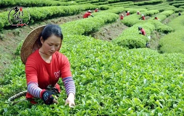 春分节气趣味民俗你了解多少,春分节气的特点和风俗文字