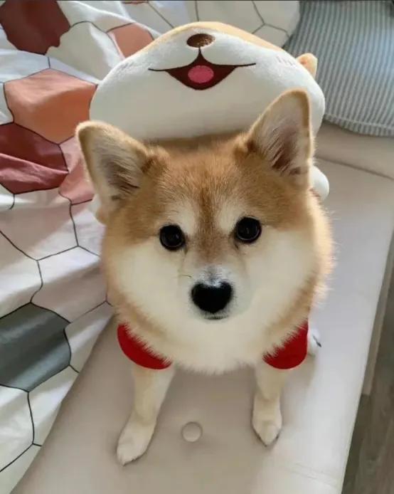 新手养狗100种疾病,养狗须知狗狗寄生虫症状介绍