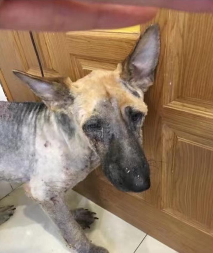 妈咪爱免疫营养宠物日粮挑战重度非健康犬实例